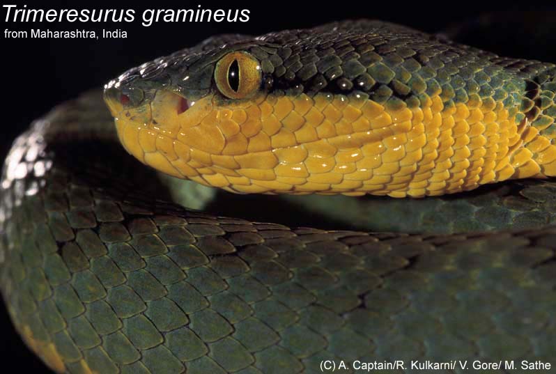 Trimeresurus gramineus HEAD.jpg [62 Kb]